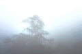 Foggy tree top in winter morning. Dense Mist Fog and clouds in the background