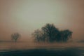 Foggy Treeline