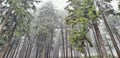 Foggy trees in the Czech mountains