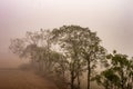 Foggy trees on a foggy morning on a meadow. Late Winter Rural landscape Scenery. Rural India. View