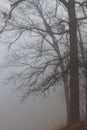 Foggy Trees