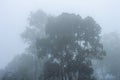 Foggy trees in a winter mountain forest. Cold Nature Background Royalty Free Stock Photo