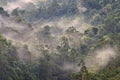 Foggy tropical rain Forest Royalty Free Stock Photo