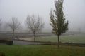 Foggy view over a deserted cemetery in the morning around Molenbeek, Belgium Royalty Free Stock Photo