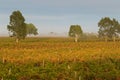 Foggy view of vineyard in the morning in Coonawarra winery region during Autumn in South Australia. Royalty Free Stock Photo