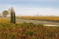 Foggy view of vineyard in the morning in Coonawarra winery region during Autumn in South Australia