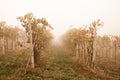 Foggy vineyard