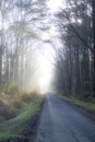 Foggy walk on treelined path