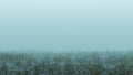 Foggy Watery Void with Reeds and Grass background