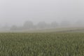Fog over a wheat field