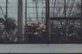 a foggy window of botanical garden with colored beautiful flowers inside