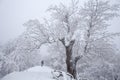 Foggy winter day, man with black hood and  monumental old tree Royalty Free Stock Photo