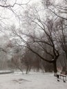 Foggy winter day. A soothing photo of a city park with beautifully curved trees, a wooden bench, a wide path Royalty Free Stock Photo