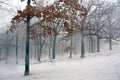 Foggy Winter Forest 11