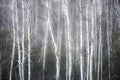 Foggy winter forest background