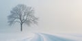 Foggy winter landscape featuring a solitary tree on a snowy path Royalty Free Stock Photo