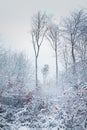 Foggy winter landscape in a forest of bare trees Royalty Free Stock Photo