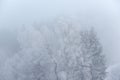 foggy winter landscape - frosty trees in snowy forest Royalty Free Stock Photo