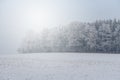 foggy winter landscape - frosty trees in snowy forest Royalty Free Stock Photo