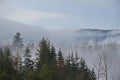 Foggy winter landscape - green trees in front of a mountain ridge with forest in fog Royalty Free Stock Photo