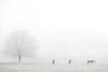 Foggy winter landscape with horses silhouettes Royalty Free Stock Photo