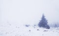 Foggy winter landscape with pinewood