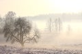 Foggy winter landscape with tree