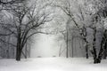 Foggy winter park Royalty Free Stock Photo