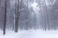 Foggy winter park with high trees under white snow Royalty Free Stock Photo