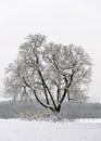 Foggy winter scene with single leafless tree on white snow in winter. Royalty Free Stock Photo
