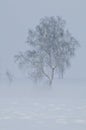 Foggy winter scenery