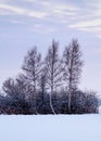 Foggy winter scenery