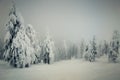 Foggy winter scenery with snowy trees and Christmas feeling