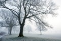 Foggy Winter Trees in the Cold Royalty Free Stock Photo
