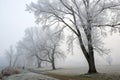 Foggy Winter Trees in the Cold Royalty Free Stock Photo