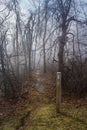 Foggy Winter View of the Appalachian Trail Royalty Free Stock Photo