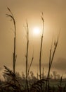 Foggy sunrise between the reedbeds