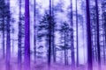 A foggy wood pine forest with dark trees shillouettes and purple blue colors. Dramatic fog in the forest. Ai generated