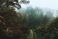 Foggy Woods with Autumn path