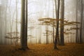 Fogy forest autumn Royalty Free Stock Photo