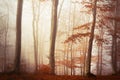 Fogy forest autumn Royalty Free Stock Photo