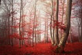 Fogy forest autumn