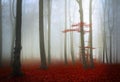 Fogy forest autumn Royalty Free Stock Photo