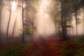 Fogy forest autumn