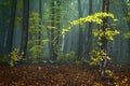 Fogy forest autumn Royalty Free Stock Photo