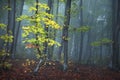 Fogy forest autumn Royalty Free Stock Photo