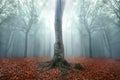 Fogy forest autumn Royalty Free Stock Photo