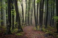 Fogy forest autumn Royalty Free Stock Photo
