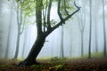 Fogy forest autumn Royalty Free Stock Photo
