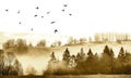 Fogy forest and flying birds Royalty Free Stock Photo